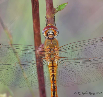 Pantala flavescens, female